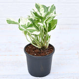 Money Plant marble prince, Scindapsus n joy Plant in 4 inch Pot
