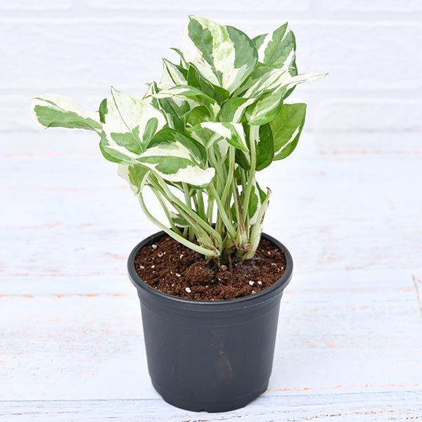 Money Plant marble prince, Scindapsus n joy Plant in 4 inch Pot