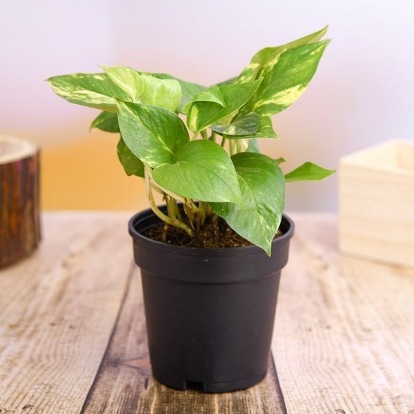 Lovely Money Plants for Priceless Love