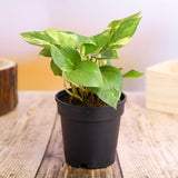 Money Plant, Scindapsus (Green) Plant in 4 inch Pot