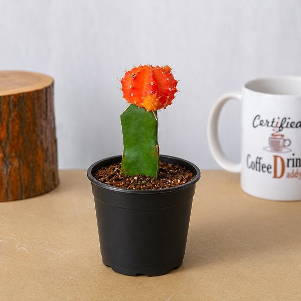 Moon Cactus (Grafted, Orange) - Cactus Plant