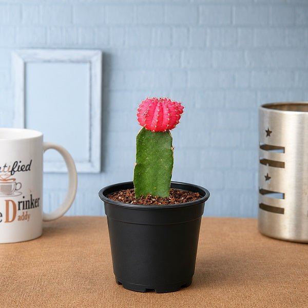 Moon Cactus (Grafted, Pink) - Cactus Plant