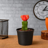 Moon Cactus (Grafted, Red) - Cactus Plant