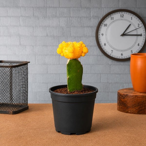 Moon Cactus (Grafted, Yellow) - Cactus Plant