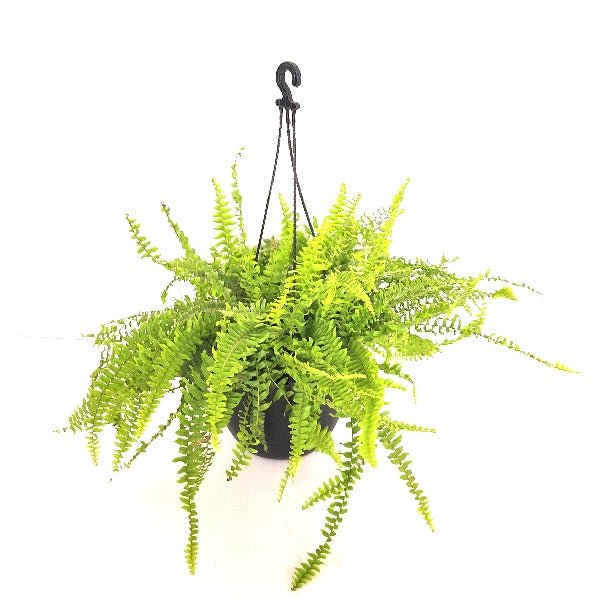 Nephrolepis exaltata aurea, Golden Fern, Pivla Fern - (Hanging Basket) - Plant