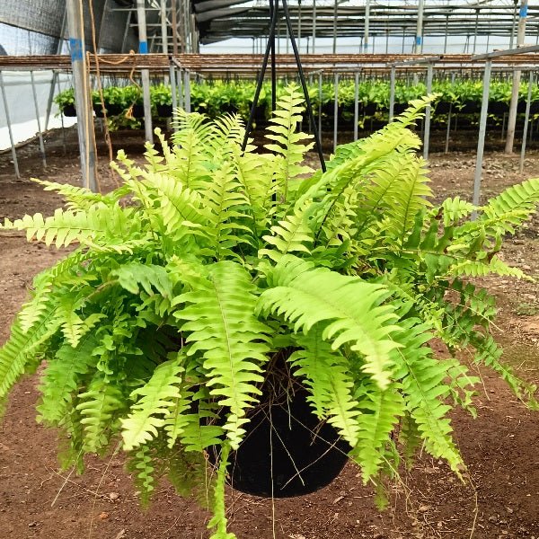 Nephrolepis exaltata aurea, Golden Fern, Pivla Fern - (Hanging Basket) - Plant