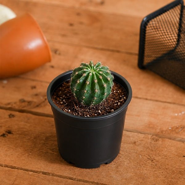 Notocactus roseoluteus - Cactus Plant