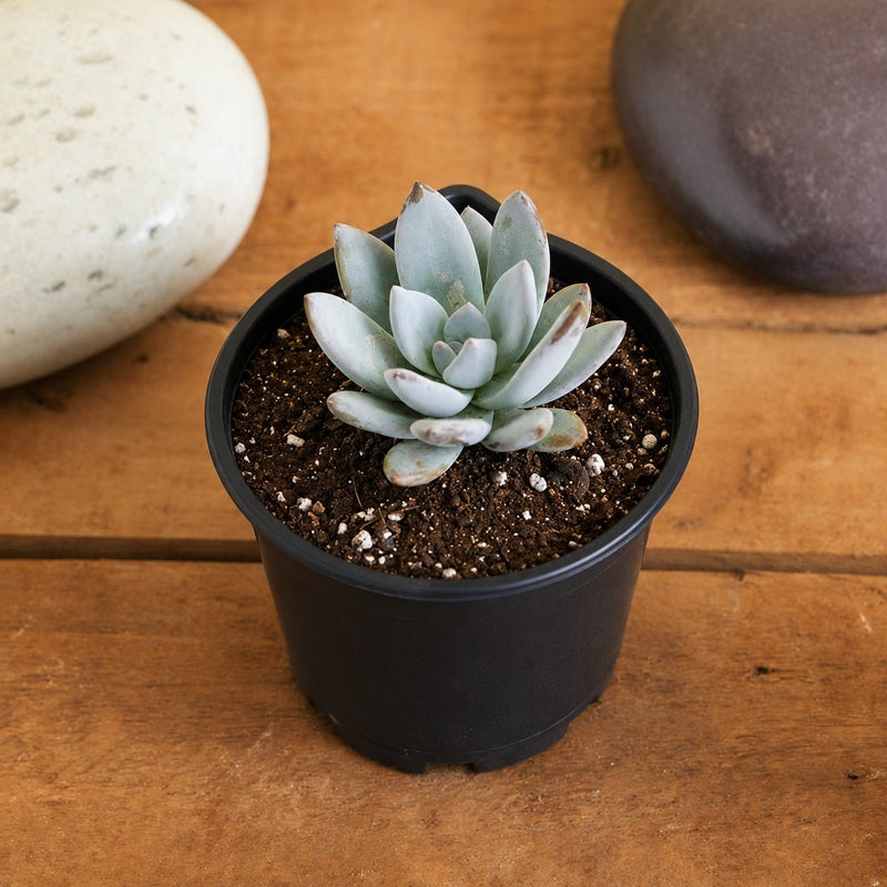 Pachyveria Bea - Succulent Plant