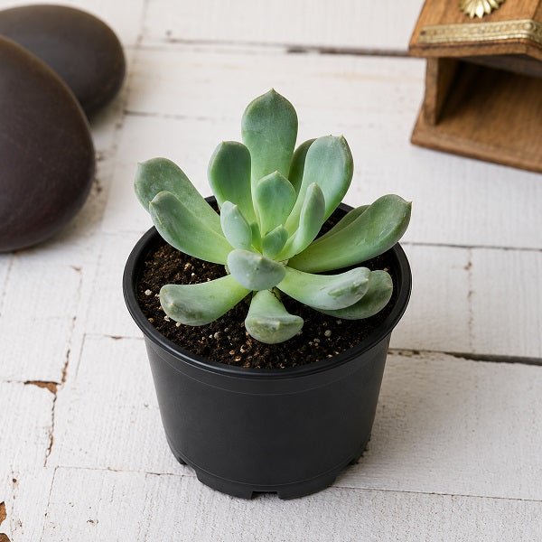 Pachyveria clavata - Succulent Plant