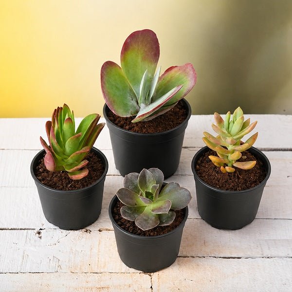 Pack of 4 Beautiful Succulents