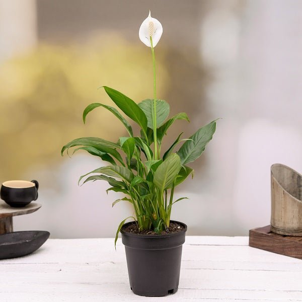 Best 3 Indoor Pollution Killer Plants Pack