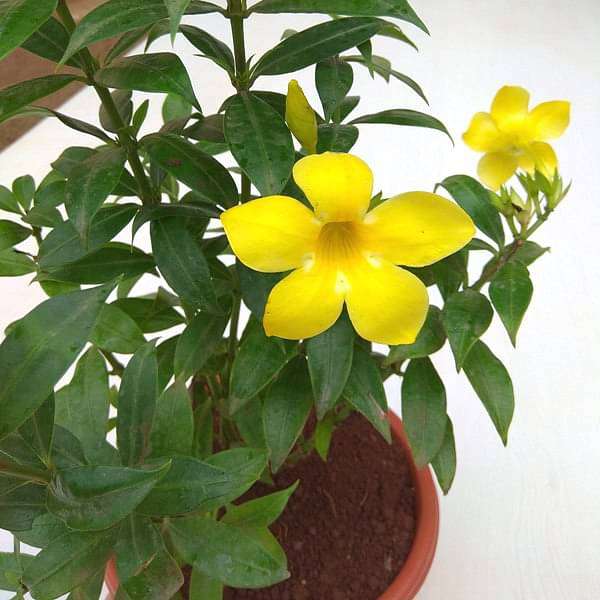 Bush Allamanda, Allamanda cathartica (Yellow) Plant in 5 inch Pot