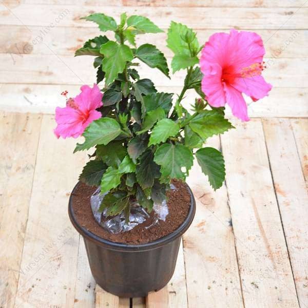 Hibiscus (Pink) Plant in 10 inch Grow Bag