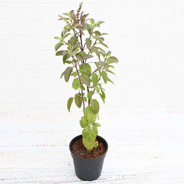 Krishna Tulsi Plant in 10 inch Grow Bag