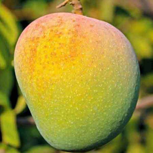 Mango Tree (Badami, Grafted) Plant in 10 inch Grow Bag