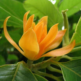 Michelia Champa, Son Champa ( Orange, Grafted ) - Plant
