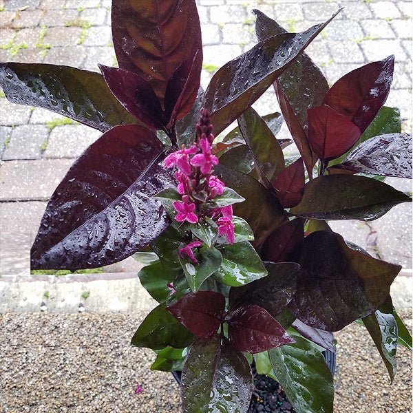 Pseudoeranthemum artopurpureum tonga - Plant