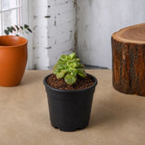 Sedeveria Rolly - Succulent Plant