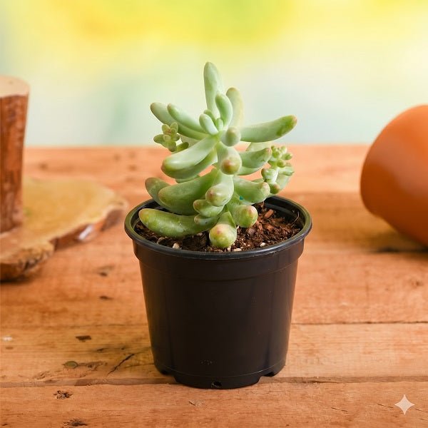 Sedum pachyphyllum - Succulent Plant