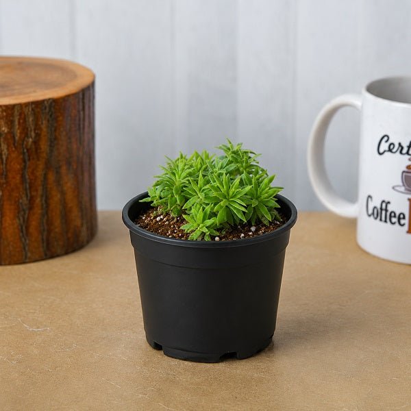 Silver Sedum, Sedum lineare - Succulent Plant