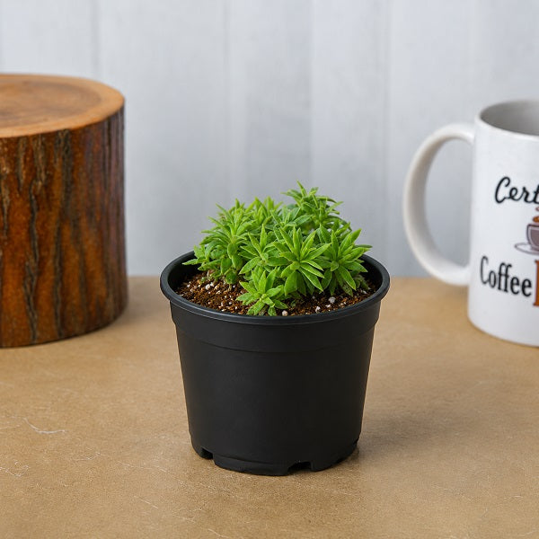 Silver Sedum, Sedum lineare - Succulent Plant
