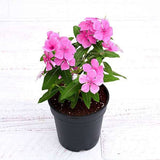Vinca, Catharanthus roseus (Any Color) - Plant