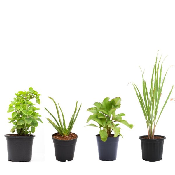 Set of 4 Medicinal Plants