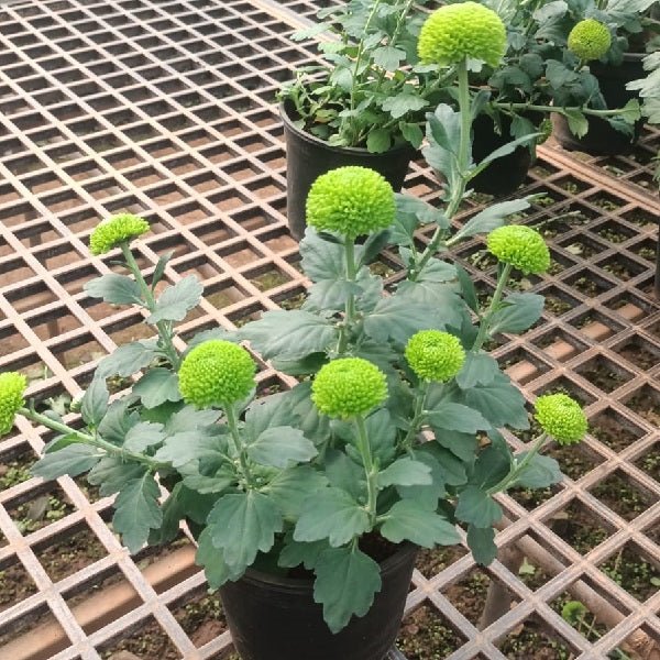 Rainbow Shevanti, Chrysanthemum (Any Color) - Plant