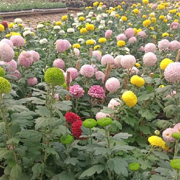 Rainbow Shevanti, Chrysanthemum (Any Color) - Plant