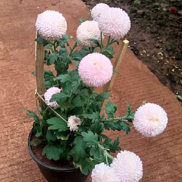 Rainbow Shevanti, Chrysanthemum (Any Color) - Plant