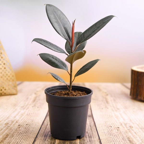 Rubber Plant, Ficus elastica (Small) Plant in 4 inch Pot
