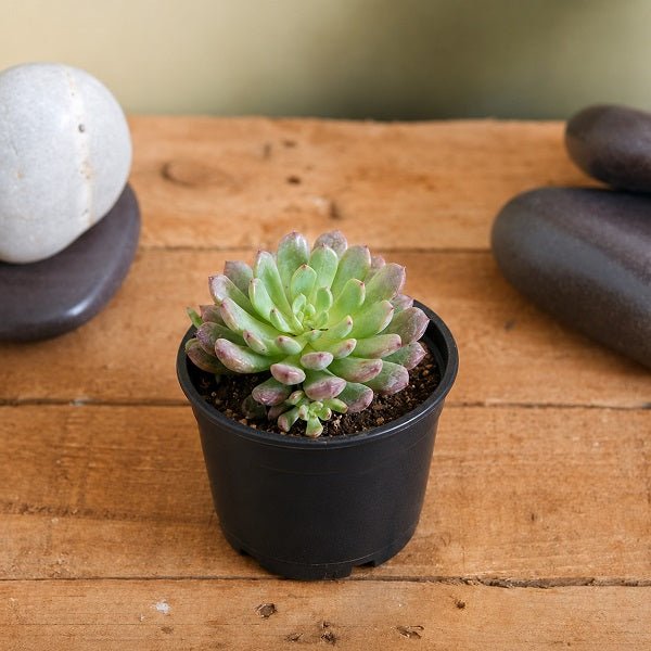 Sedeveria Pink - Succulent Plant
