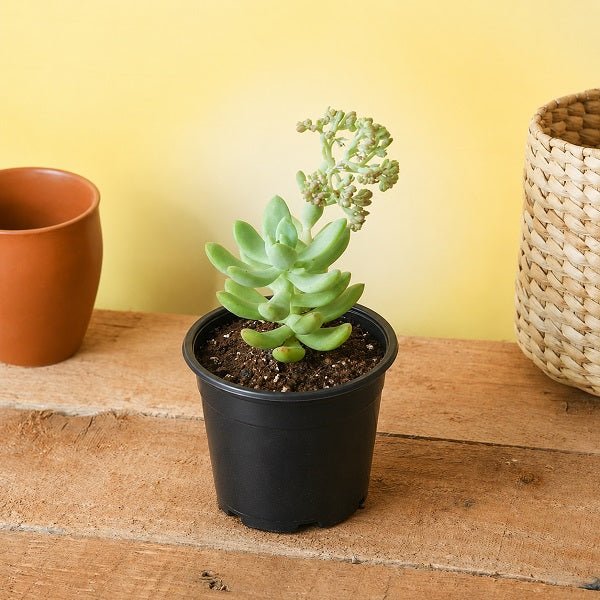 Sedum adolphii - Succulent Plant