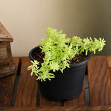 Sedum Angelina (Golden) - Succulent Plant