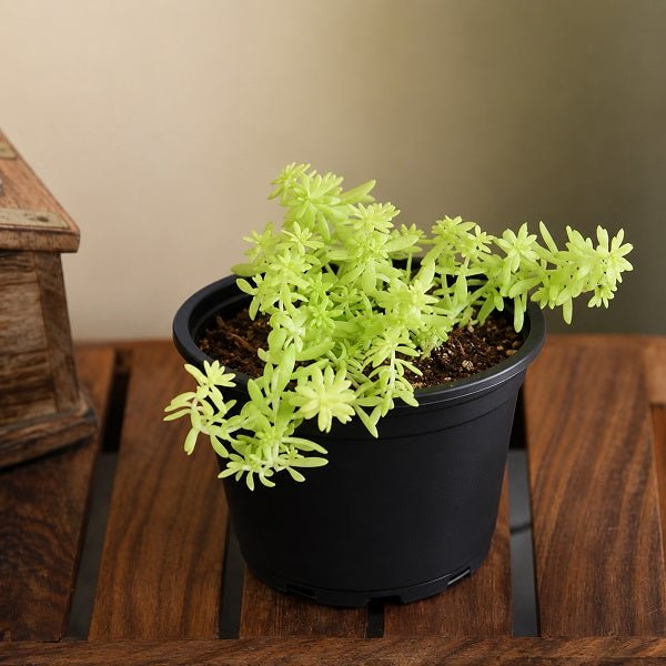 Sedum Angelina (Golden) - Succulent Plant