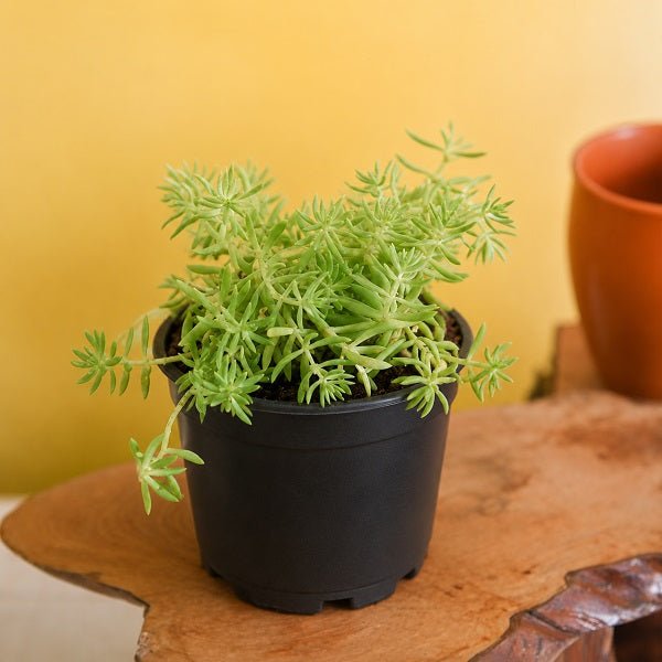 Sedum Angelina (Green) - Succulent Plant