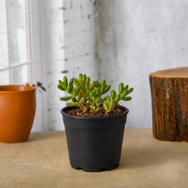 Sedum rubrotinctum Pork and Beans - Succulent Plant
