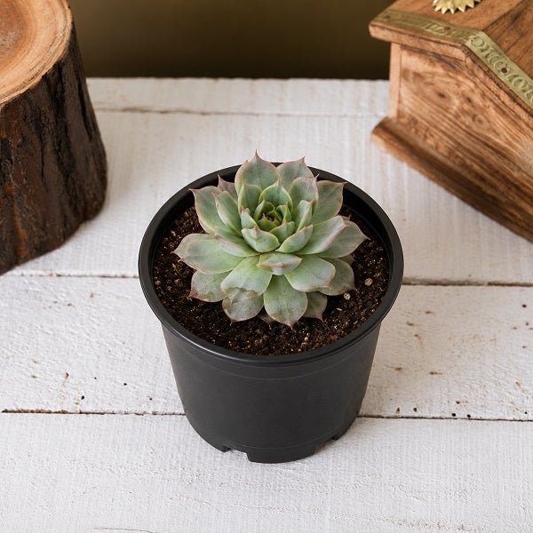 Sempervivum calcareum, Houseleek, Lakshmi Kamal - Succulent Plant