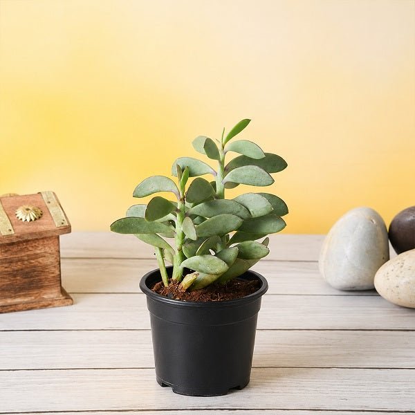 Senecio crassissimus - Succulent Plant