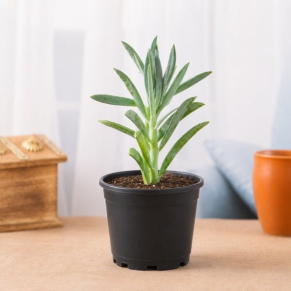 Senecio ficoides Mount Everest - Succulent Plant