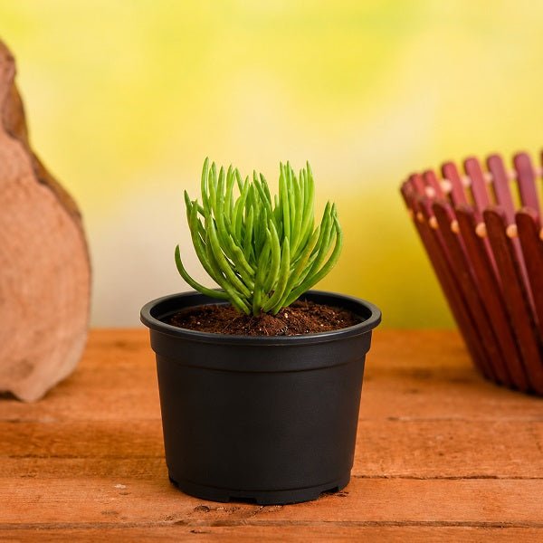 Senecio mandraliscae - Succulent Plant