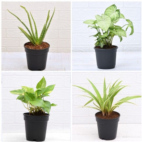 Set of 4 Lucky Plants