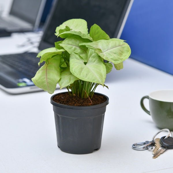 Syngonium Cream allusion (Pink veins) Plant in 4 inch Pot