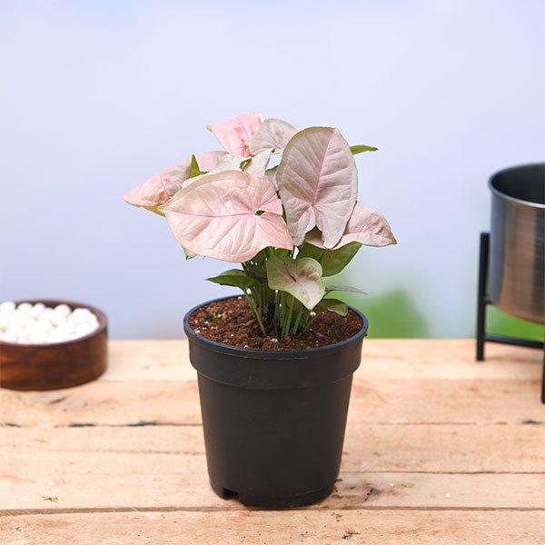 plant in pink pot Buy Syngonium (Pink) Plant in 4 inch Pot online from Nurserylive at lowest price