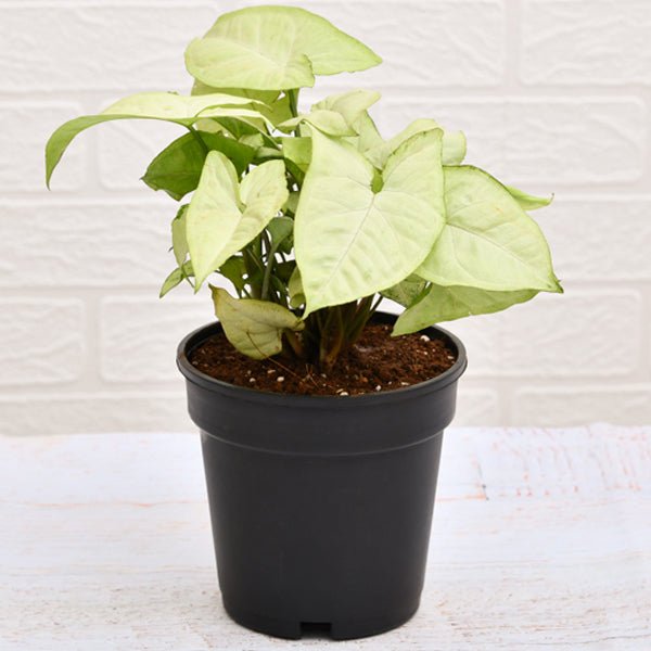 Syngonium Podophyllum Silver Pearl Plant in 4 inch Pot