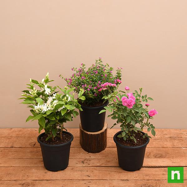 Top 3 Alluring Flowering Plants