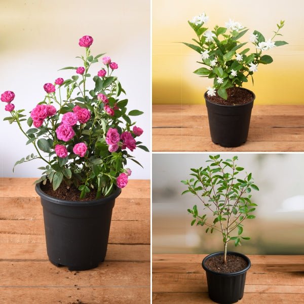 Top 3 Aromatic Plants