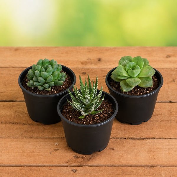 Top 3 Hard to Kill Succulent Pack