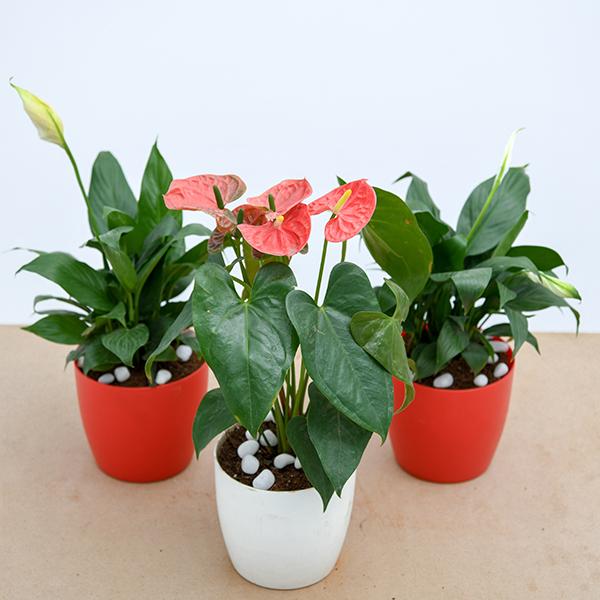 nurserylive indoor plants Buy Top 3 Flowering Indoor Plants to Purify Air online from Nurserylive at lowest price
