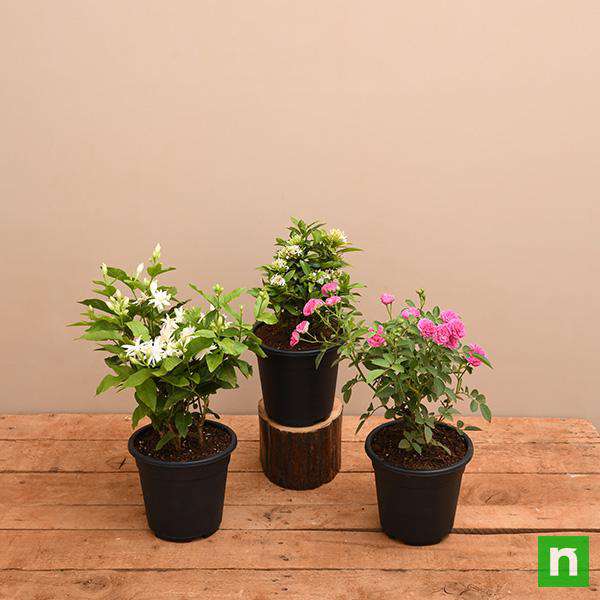 Top 3 Outdoor Flowering Plants